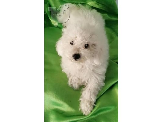 PoulaTo: Curly Bichon, όμορφα κουτάβια